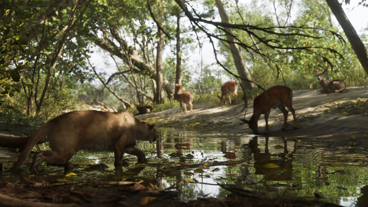 Een poema en herten bij een waterpunt in het bos van Mount Kalaga